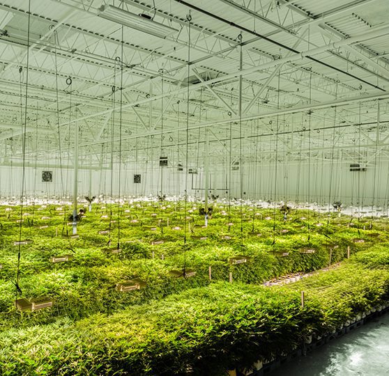 Greenlight Cultivation Facility